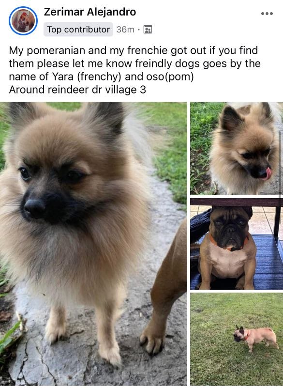 Lost Dog in Kissimmee, Florida — listing photo