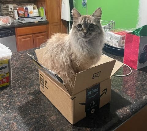 Lost Cat in Phoenix, Arizona — listing photo