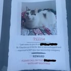 Lost Pet in St. Louis, Missouri — listing photo