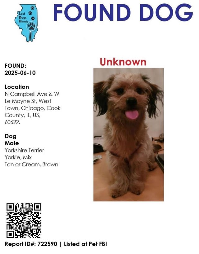 found dog in Chicago, Illinois