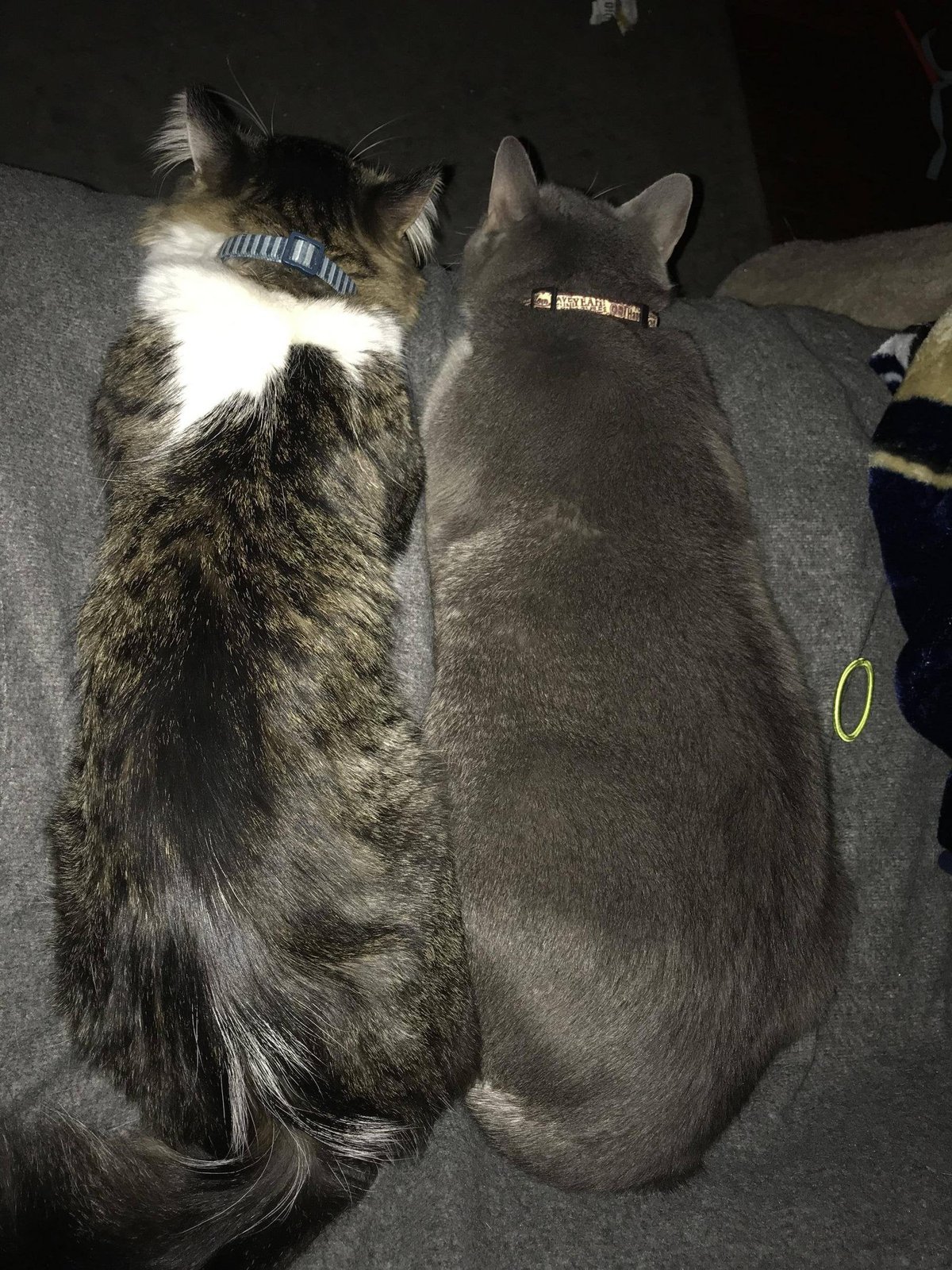 Lost Cat in Los Angeles, California — listing photo