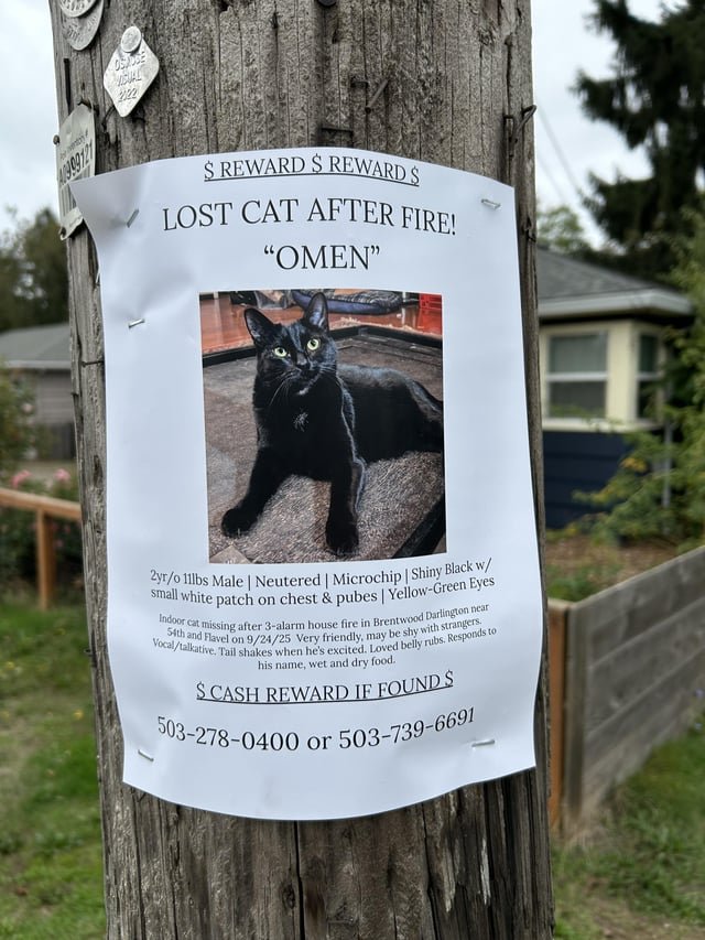 Lost Cat in K — listing photo
