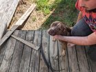 Lost Dog in San Antonio, Texas — 2 pittie babies free to good home
