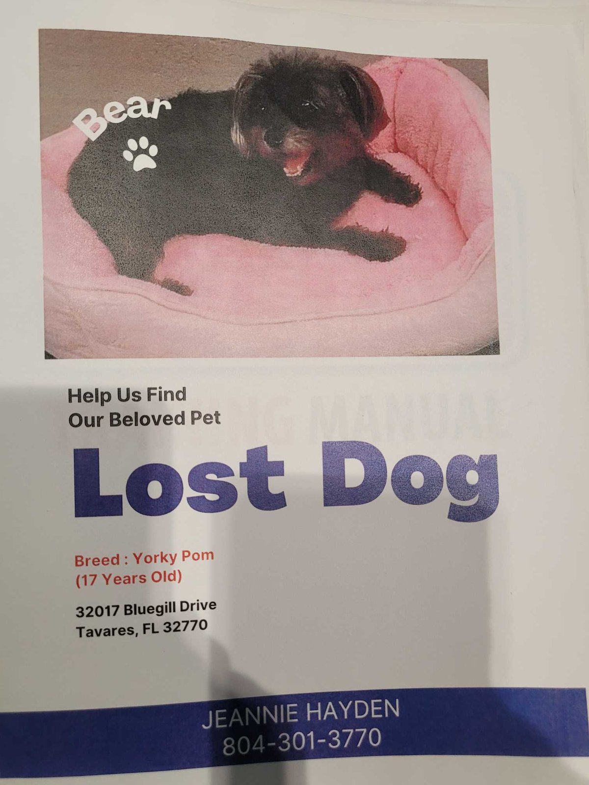 Lost Dog in Tavares — listing photo