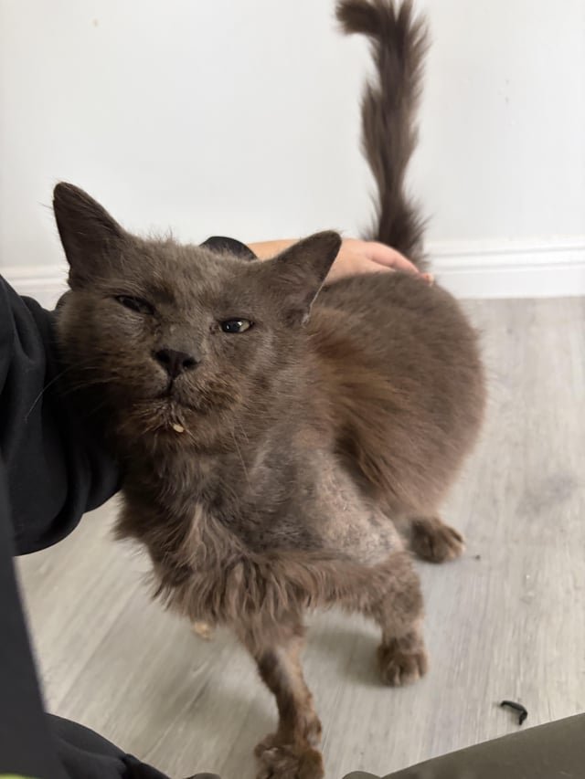 found cat in Long Beach, California