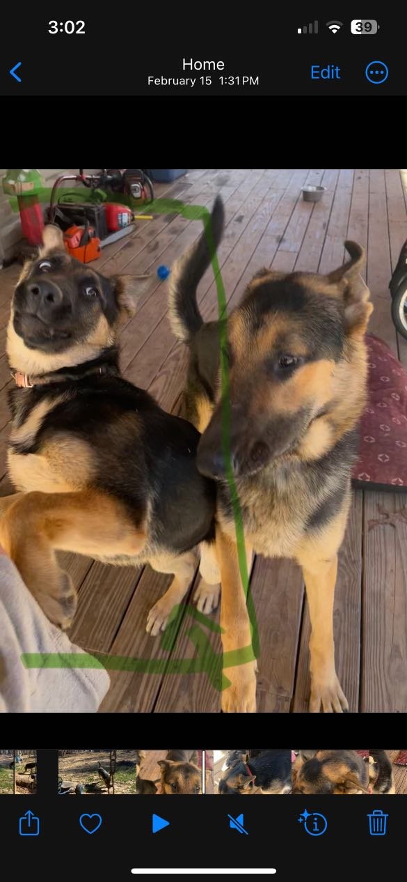 Lost Dog in Lula — listing photo