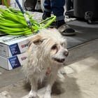 Found Dog in Albuquerque, New Mexico — listing photo