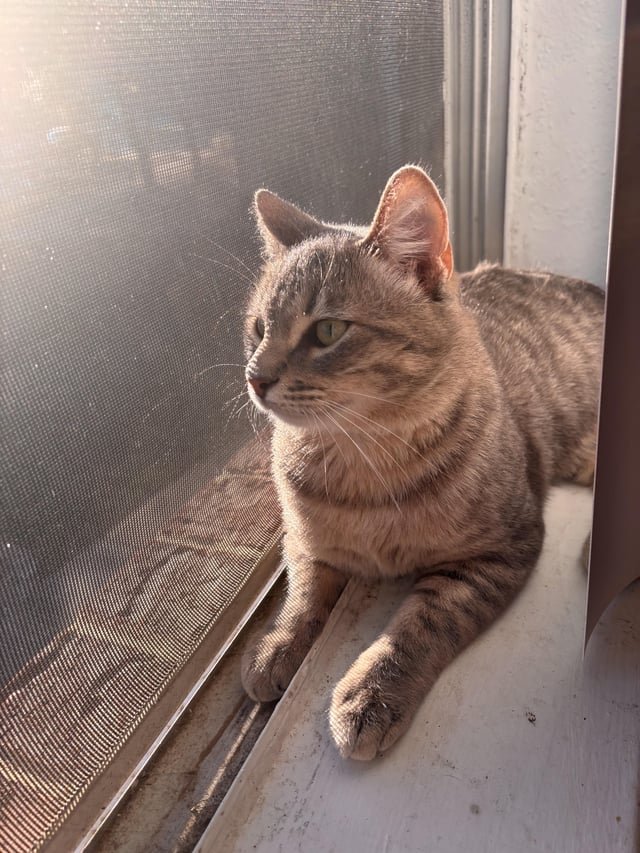 Lost Cat in Austin, Texas — My cat just got lost please help