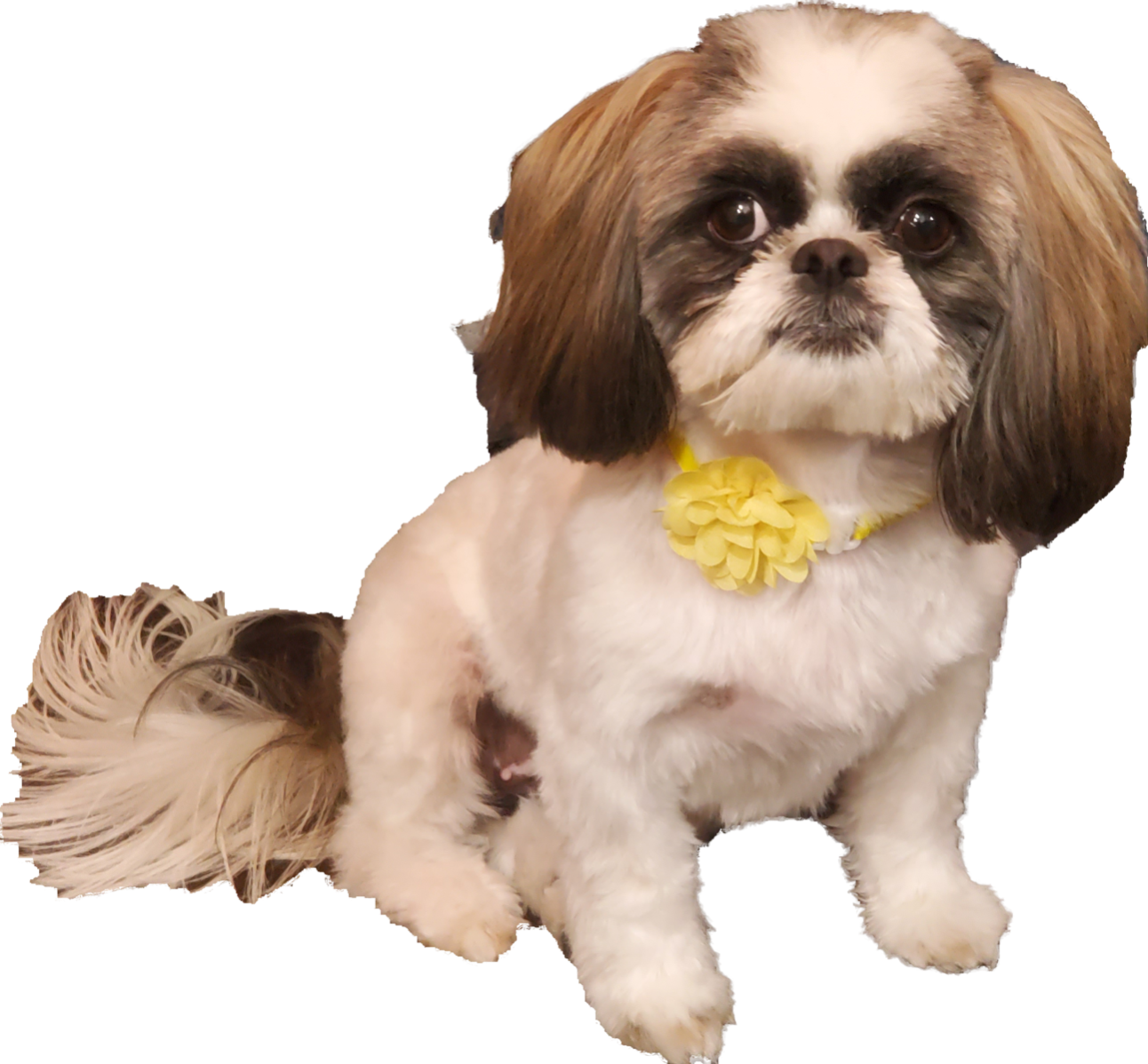 Lost Dog in Tucson, Arizona — listing photo