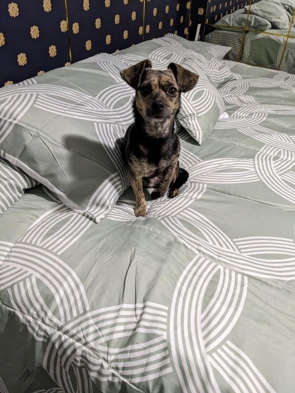 Lost Dog in Gastonia, North Carolina — listing photo