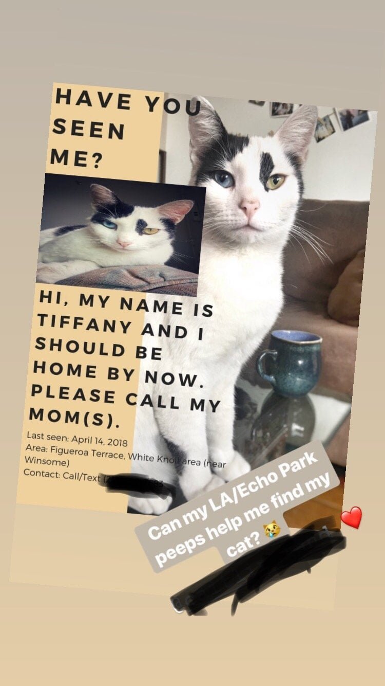 Lost Cat in Los Angeles, California — listing photo