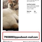 Lost Cat in Orlando, Florida — listing photo