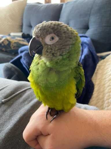 Lost Pet in Seattle, Washington — listing photo