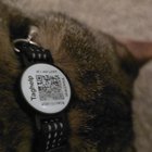 found cat in Austin, Texas