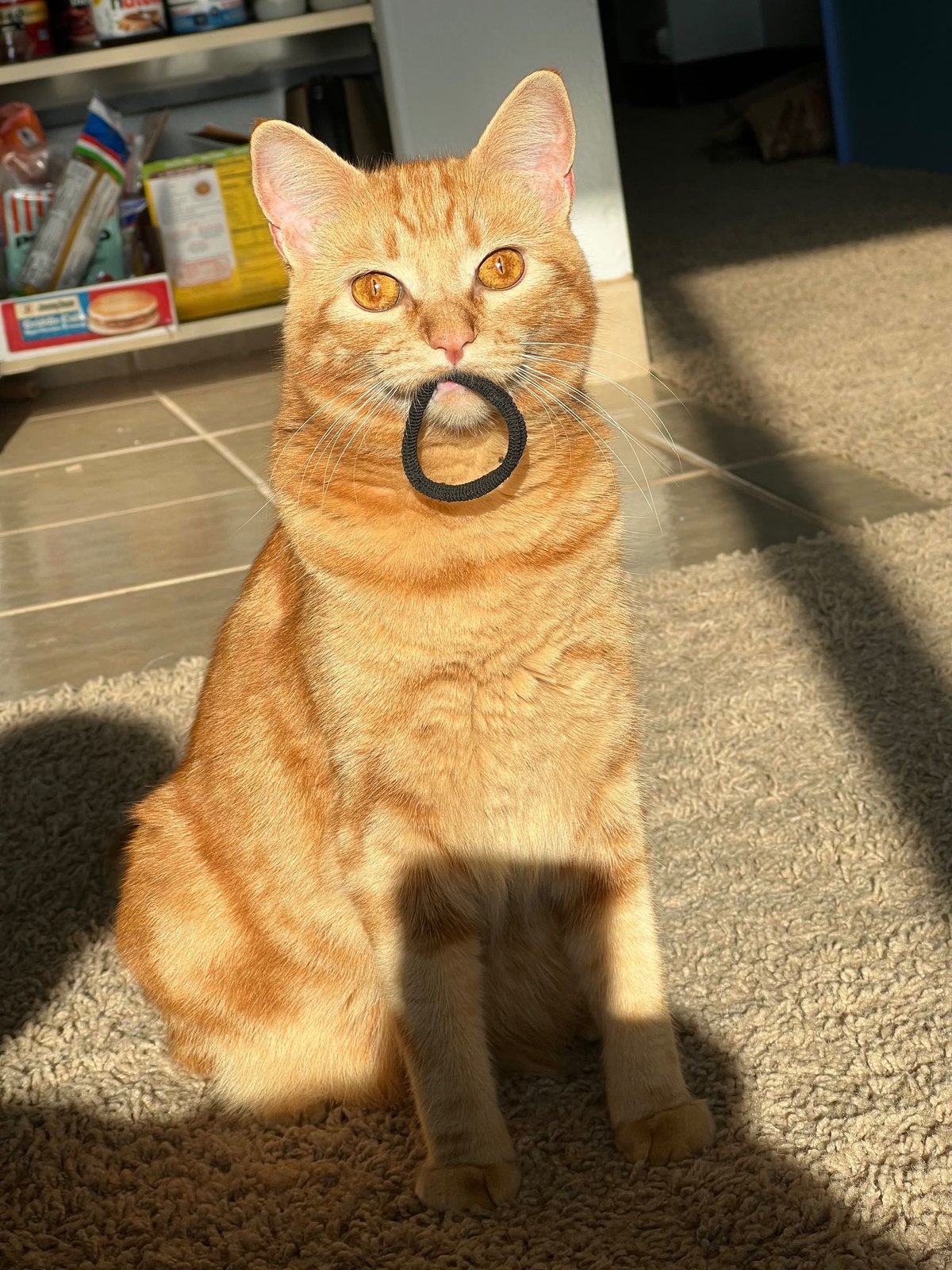 Lost Cat in Hillsboro, Oregon — listing photo