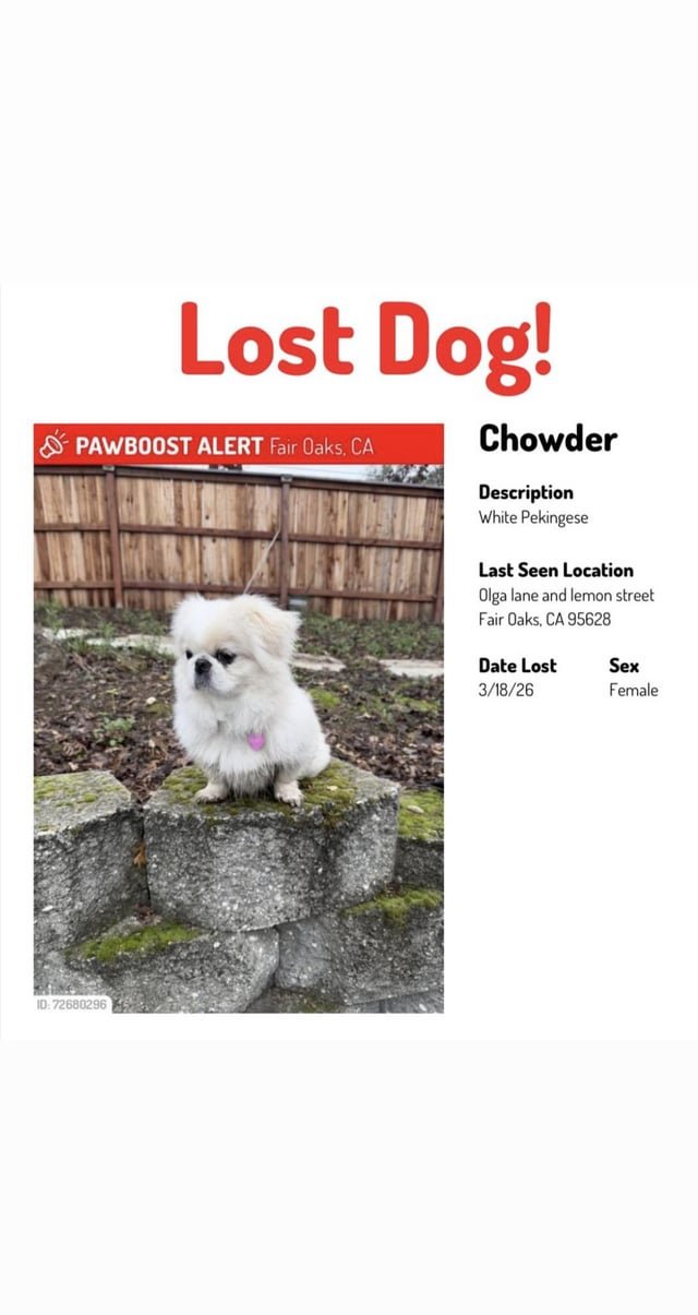 Lost Dog in Sacramento, California — listing photo