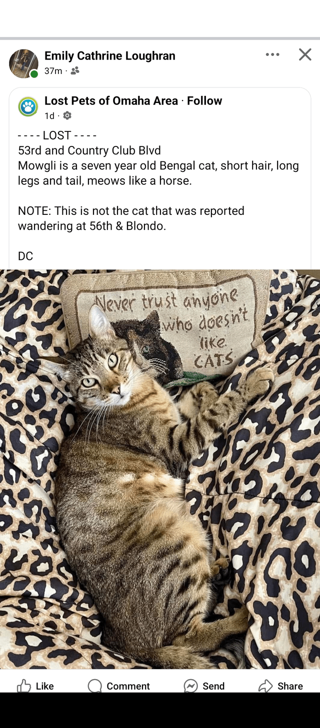 Lost Pet in Omaha, Nebraska — listing photo