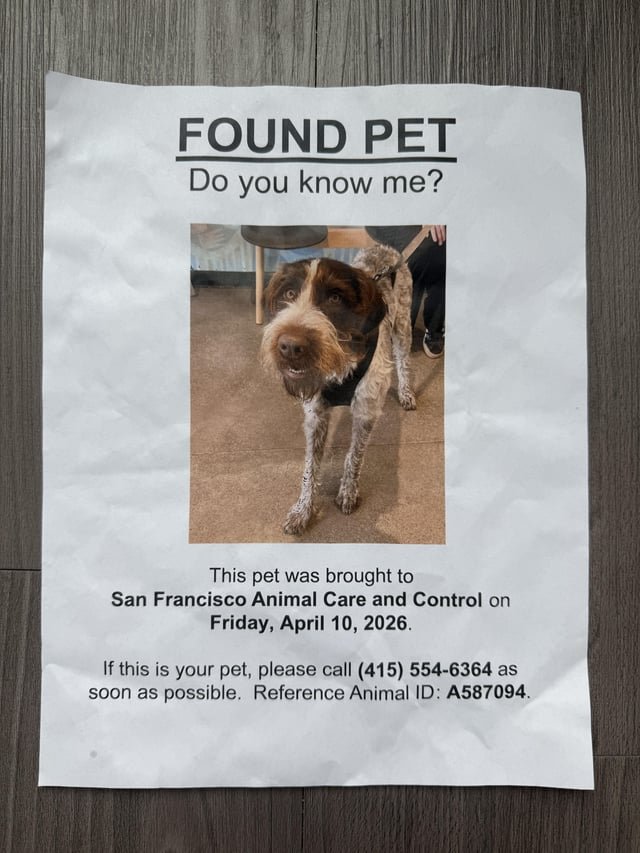 lost dog in San Francisco, California