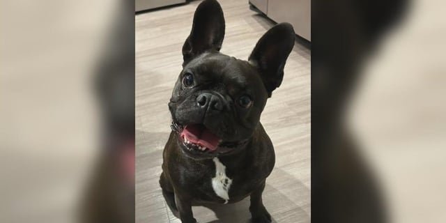 Lost Dog in Charlotte, North Carolina — Julio the dog found!