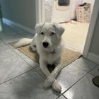 Lost Pet in Tampa, Florida — Help finding a lost dog!