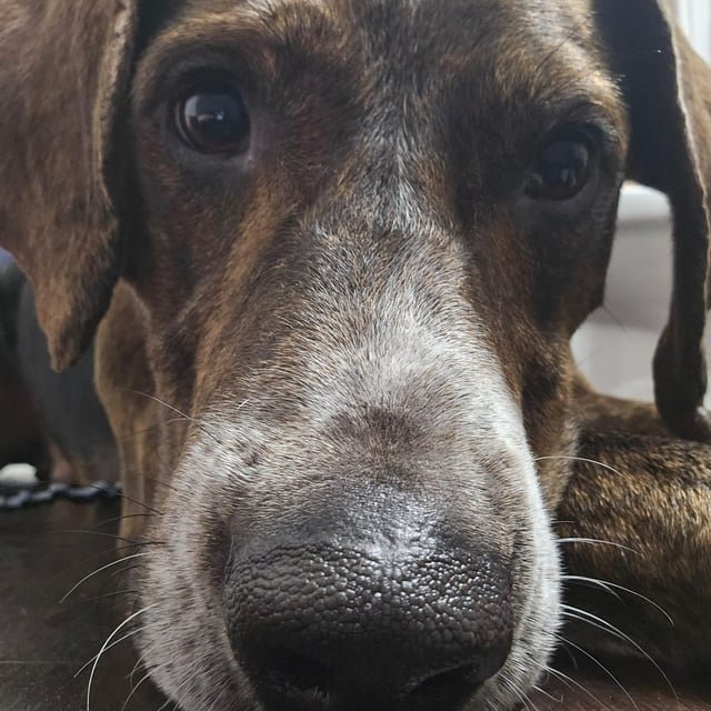 lost dog in Chattanooga, Tennessee