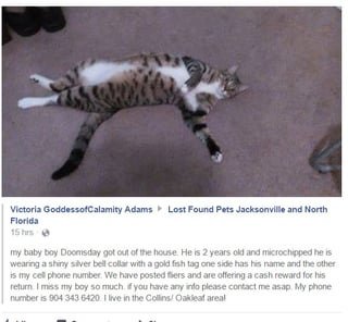 Lost Pet in Jacksonville, North Carolina — listing photo