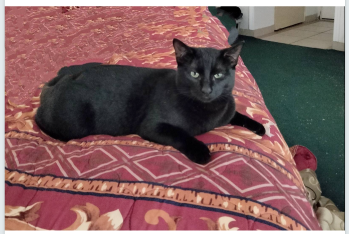 Lost Cat in Port Orange, Florida — listing photo