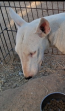Found Dog in Victorville, California — listing photo