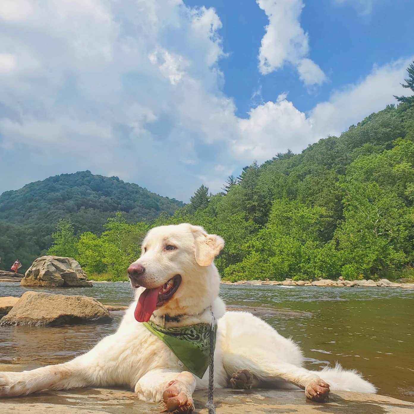 Pet alert in Pittsburgh, Pennsylvania — Rehoming a dog help and advice needed.