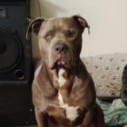 Lost Dog in San Jose, California — listing photo