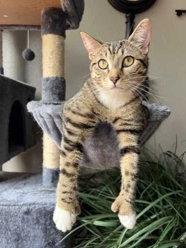 Lost Cat in Sheridan — listing photo