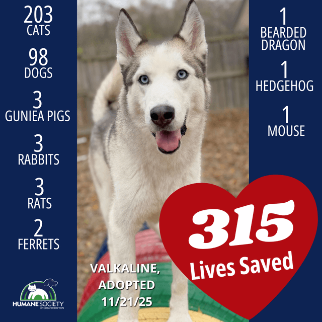 Found Dog in Dayton, Ohio — Your Support is Helping Hundreds of Pets Find Homes Every Month!