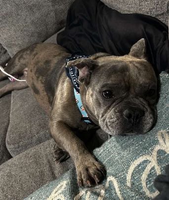 Lost Dog in Moore, Oklahoma — listing photo
