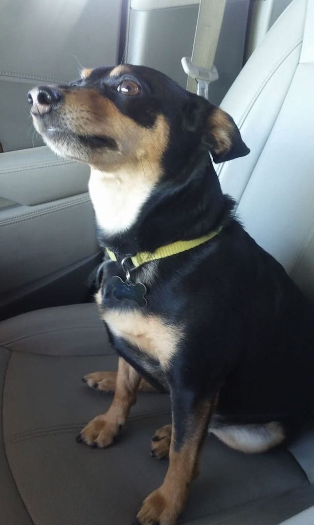 Lost Dog in Peoria, Illinois — listing photo