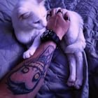 lost cat in Providence, Rhode Island