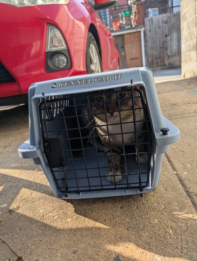 Lost Cat in Baltimore, Maryland — listing photo