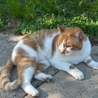 Found Pet in Milwaukee, Wisconsin — listing photo
