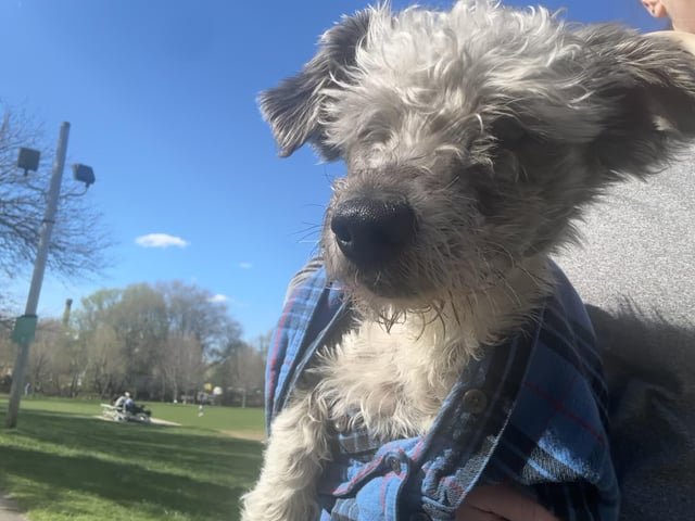 Lost Dog in Providence, Rhode Island — listing photo