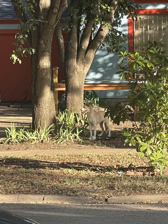 lost dog in Dallas, Texas