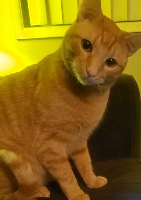 Lost Cat in Vancouver, Washington — listing photo