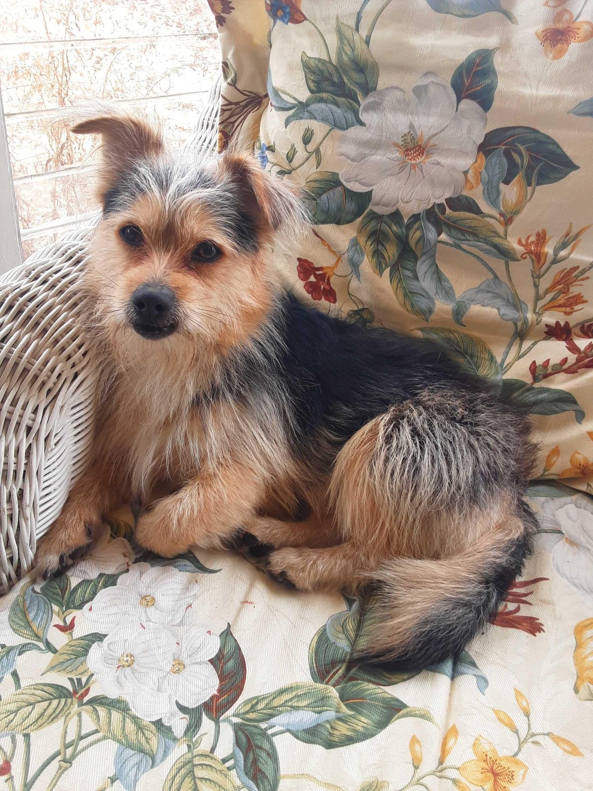 found dog in Indianapolis, Indiana
