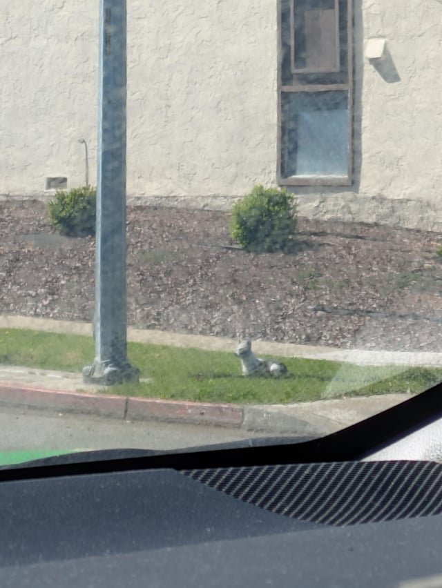 Lost Dog in San Jose, California — Small puppy found