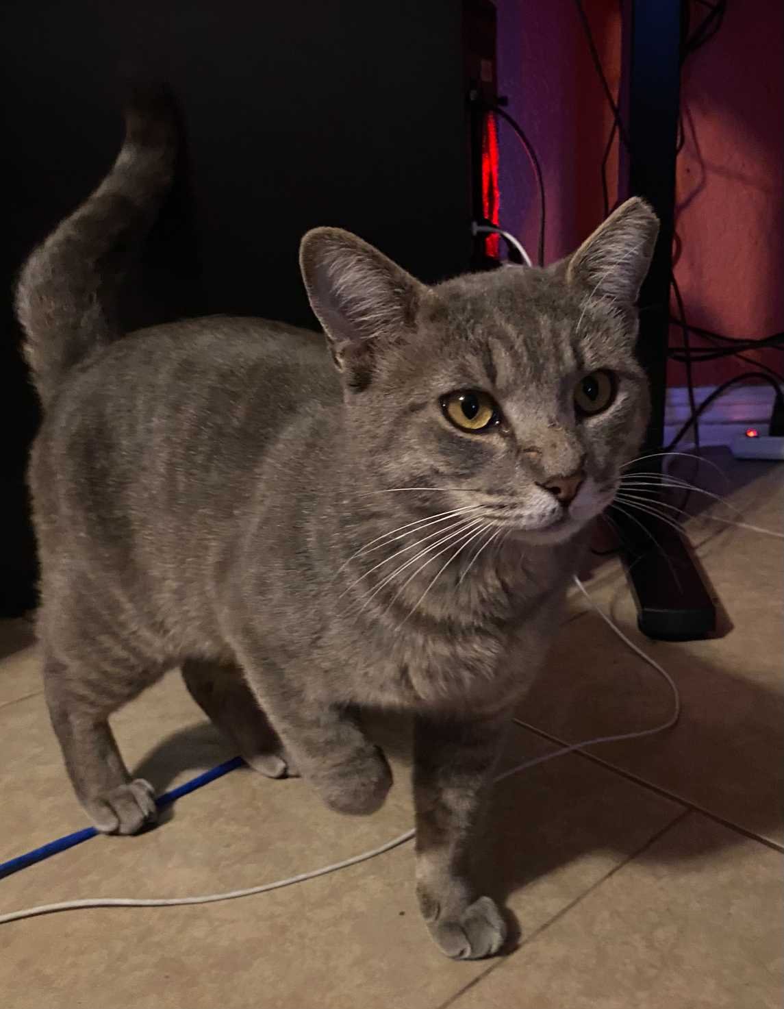 Found Cat in Tucson, Arizona — listing photo