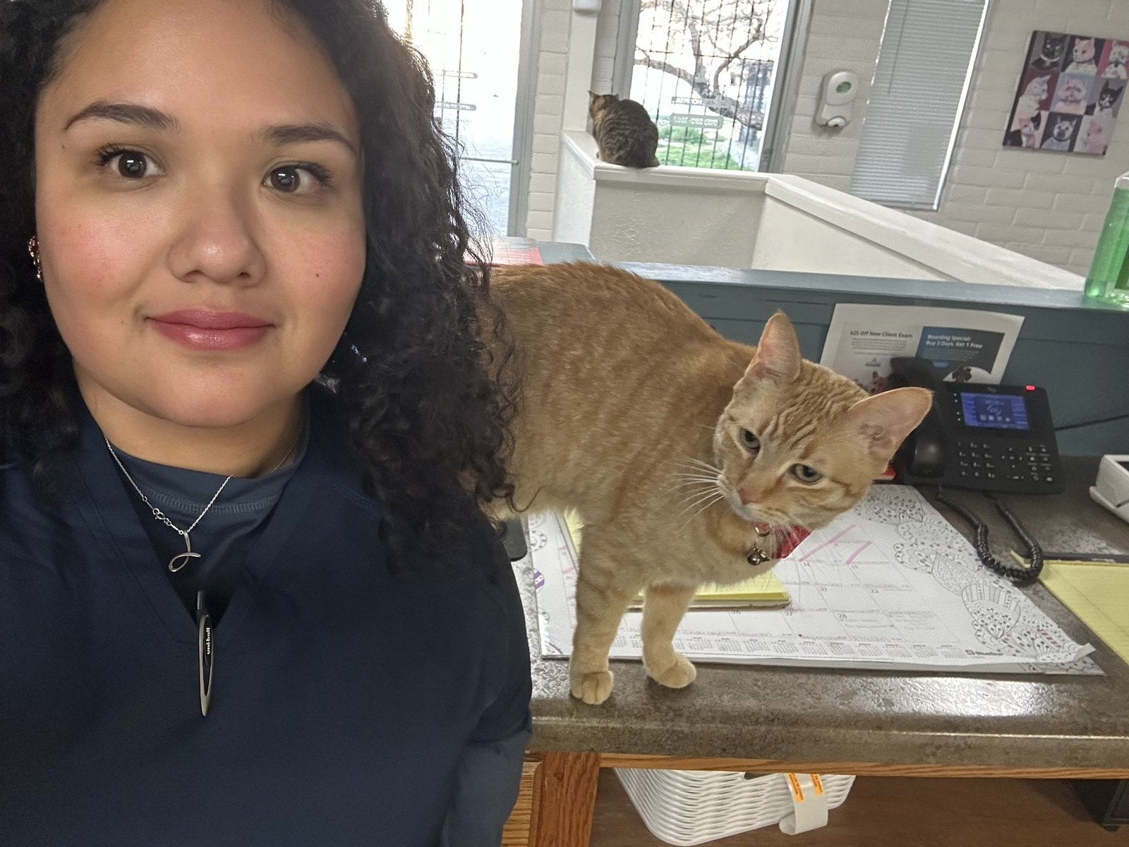 Pet alert in El Paso, Texas — Calling all cat lovers who also enjoy massages!