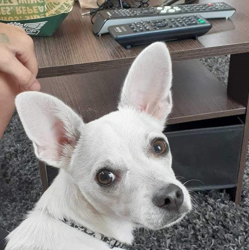 Lost Dog in Sacramento, California — listing photo