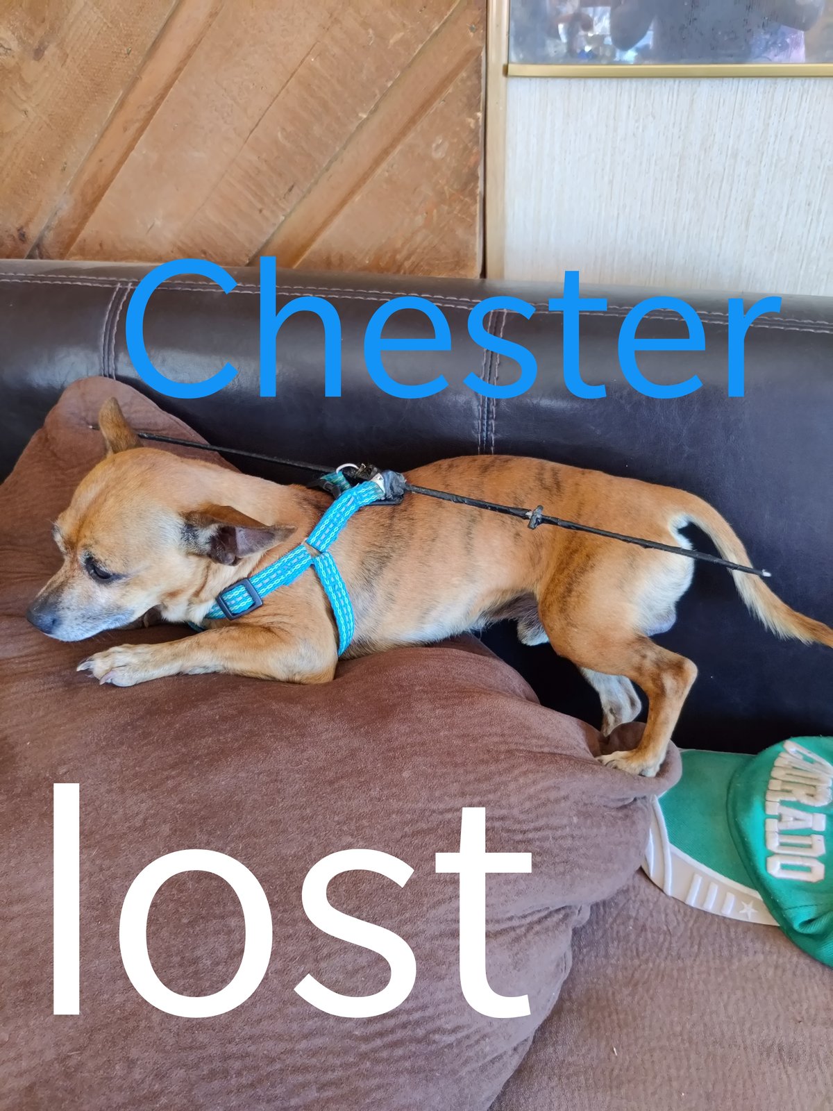 Lost Dog in Chaparral — listing photo