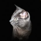 lost cat in Warwick, Rhode Island