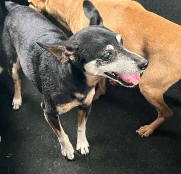 Lost Dog in TX 78415 — listing photo