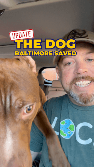 Pet alert in Baltimore, Maryland — UPDATE: The Dog Abandoned In Liberty Street Dog Park (think we found a home)