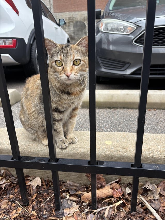 Lost Pet in St. Louis, Missouri — listing photo
